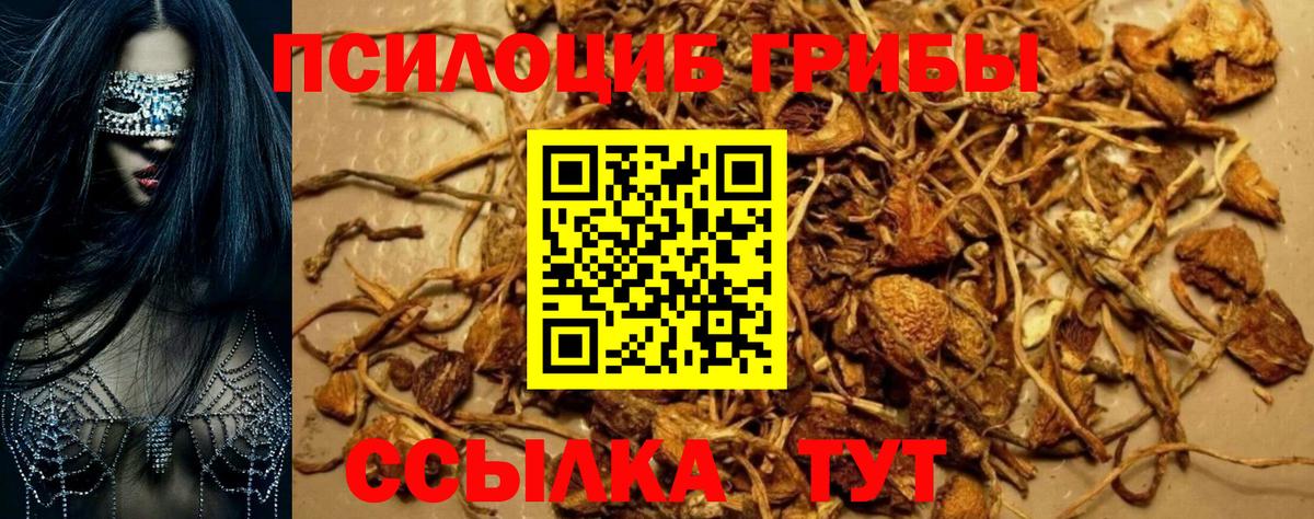 Галлюциногенные грибы Psilocybine cubensis Сарапул