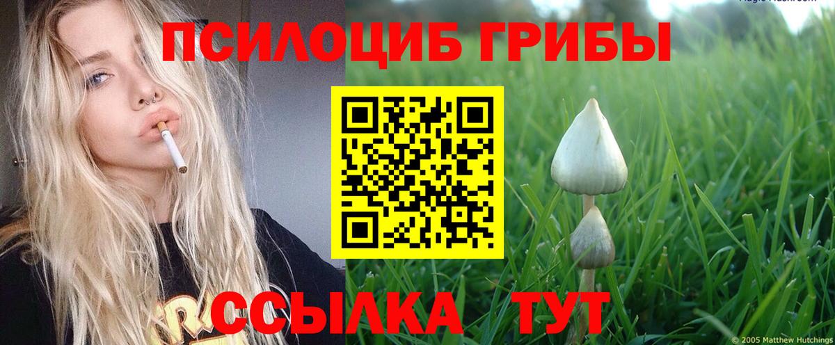 Сарапул  Галлюциногенные грибы Cubensis  Вход с VPN 